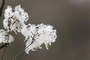 Flowers Collection: Wild Clematis / Old Man's Beard - seed head - UK