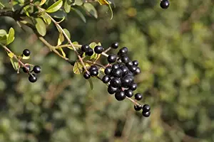 Privet Prints: Wild/ Common / European Privet - fruit. Alsace - France