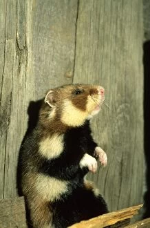 Wild Common Hamster - Checks for danger, feeding in a granary