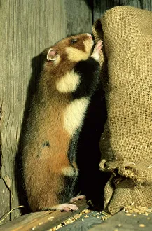 Images Dated 11th October 2004: Wild Common Hamster Checks a sack, feeding in a granary Summer Middle Ural Mountains, Russia