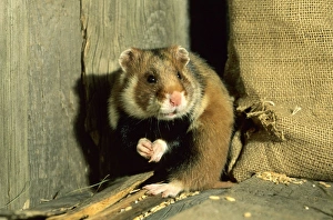 Images Dated 11th October 2004: Wild Common Hamster Feeding in a granary Summer Middle Ural Mountains, Russia