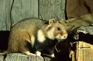 Images Dated 11th October 2004: Wild Common Hamster Feeds in a granary Middle Ural mountains, Russia, summer