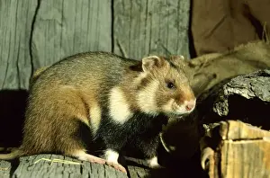 Farm Buildings Prints: Wild Common Hamster Feeds in a granary Middle Ural mountains, Russia, summer
