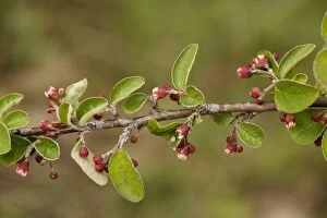 Images Dated 20th May 2006: A wild cotoneaster (Cotoneaster integerrimus). Extremely rare in UK