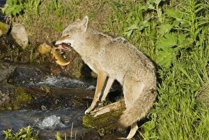 Images Dated 15th June 2007: Wild Coyote - catching cutthroat trout in small