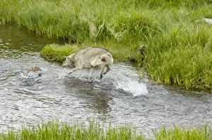 Spawning Prints: Wild Coyote - chasing (trying to catch) spawning cutthroat trout. Western USA. BAX6142