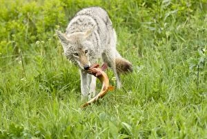 Images Dated 10th June 2007: Wild Coyote - with cutthroat trout it has just