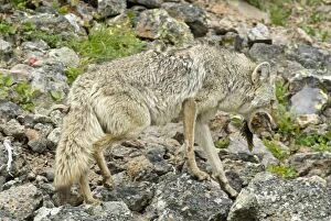 Wild Coyote - with yellow-bellied marmot as prey