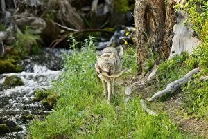 Images Dated 12th June 2007: Wild Coyotes - with cutthroat trout it has caught