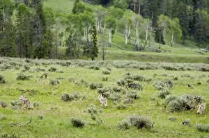 Sage Prints: Wild Coyotes - hunt in sage covered valley, June. Western USA. BAX6177