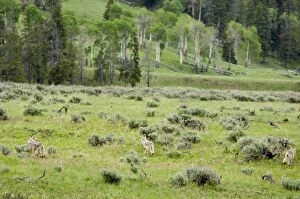 Wild Coyotes - hunt in sage covered valley, June