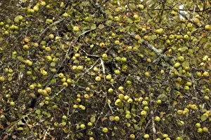 Wild Food Prints: Wild Crab Apples - in masses on tree - New Forest in autyumn - Hampshire