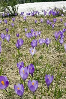 Images Dated 16th May 2011: Wild crocus - in the Rila mountains