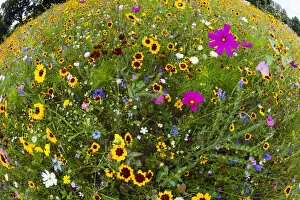 Images Dated 9th August 2020: Wild and Cultivated Flowers, planted out as seed on edge of town by the council