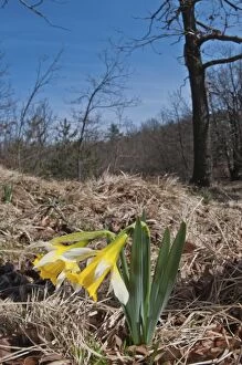 Images Dated 31st March 2012: Wild Daffodil in natural environment