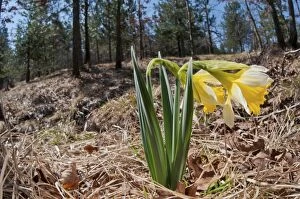 Images Dated 31st March 2012: Wild Daffodil in natural environment