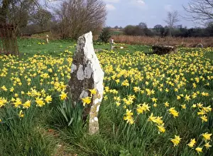 Grave Prints: Wild Daffodils - In Holwell churchyard - North Dorset - UK