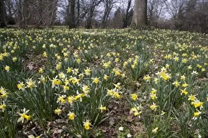 Images Dated 6th April 2006: Wild daffodils - in huge quantity in old woods near Dymock in Gloucestershire