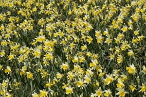 Images Dated 6th April 2006: Wild daffodils (Narcissus pseudonarcissus) in huge quantity in old fields near Dymock in
