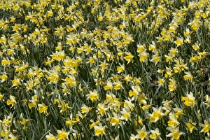 Images Dated 6th April 2006: Wild daffodils (Narcissus pseudonarcissus) in huge quantity in old fields near Dymock in