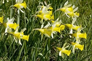 Images Dated 6th April 2006: Wild daffodils. Narcissus pseudonarcissus, Gloucestershire