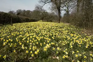 Wild daffodils (Narcissus pseudonarcissus) in huge quantity in old fields near Dymock in Gloucestershire. Gwen & Vera's fields nature reserve, Gloucs Wildlife Trust. The Pleck field