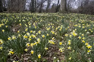 Masses Prints: Wild daffodils (Narcissus pseudonarcissus) in huge quantity in old woods near Dymock in Gloucestershire