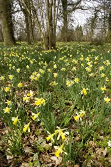 Wild daffodils (Narcissus pseudonarcissus) in huge quantity in old woods near Dymock in Gloucestershire. Shaw Common Wood (Forestry Commission), part of Dymock Woods