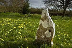 Images Dated 11th March 2011: Wild Daffodils - in old churchyard - with lichen-covered