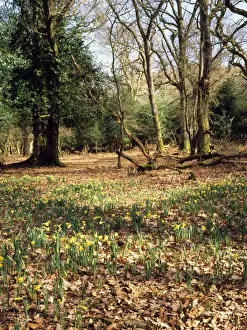 Clearing Prints: Wild Daffodils Pinnick Wood, New Forest, UK