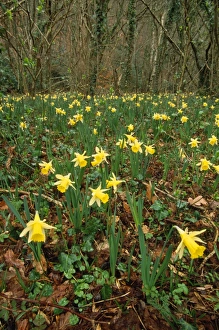 Images Dated 9th January 2007: Wild Daffodils - in wood Devon, UK