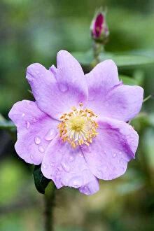 Wild dew covered Nootka Rose (Rosa nutkana)