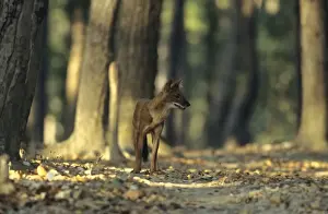 Wild Dog / Dhole in the Sal forest, Kanha National Park, India