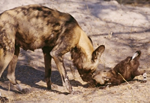 Images Dated 31st January 2006: Wild Dog - mother greets pup