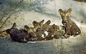 Dens Prints: Wild Dog pups CRH 970 Huddle for warmth outside den - Moremi