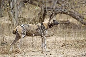 Images Dated 5th September 2009: Wild Dog - standing