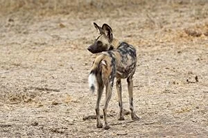 Images Dated 5th September 2009: Wild Dog - standing looking behind