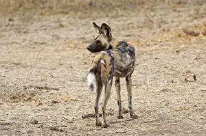 Botswana Prints: Wild Dog - standing looking behind - Mashatu Game Reserve - Botswana