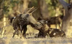 Crouching Prints: Wild Dogs CRH 942 Adopting subordinate posture while greeting alpha female of the pack Moremi