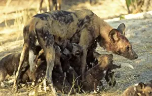 Wild Dogs CRH 946 Suckling pups Moremi, Botswana Lycaon pictus &copy; Chris Harvey / ardea. com
