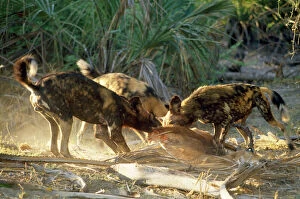 Images Dated 19th September 2008: Wild Dogs - feeding frenzy