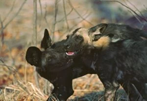 Wild Dogs - Wild dog pup licks the blood off the jaws of a yearling who has come back to den site from a kill