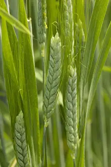 Cereals Prints: Wild Emmer wheat (Triticum dicoccoides), a fore-runner of modern wheat. In cultivation