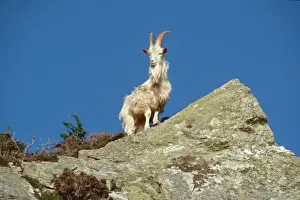 Artiodactyla Prints: Wild (feral) goat - Carradale Bay Mull of Kintyre Scotland, UK
