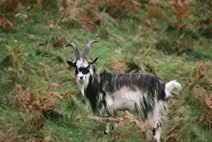 Wild / Feral Goat LBO 0778 Galloway, Scotland © Ian Beames / ARDEA LONDON