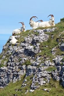 Feral Gallery: Wild (feral) Goats, adult males; Great Orme Head