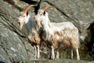 Wild (feral) goats - Carradale Bay