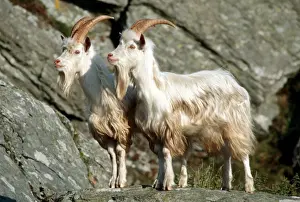 Watching Prints: Wild (feral) goats - Carradale Bay Mull of Kintyre Scotland, UK