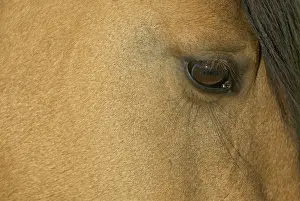Wild Horse Reguge Prints: Wild / Feral Horse - close-up of eye - Western U. S. - Summer _D2A4668