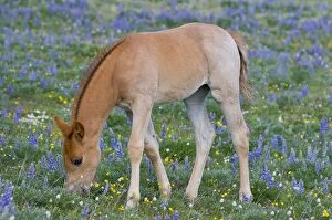 Horses Collection: Wild / Feral Horse - colt feeding - Western U.S. - Summer _D3C9738